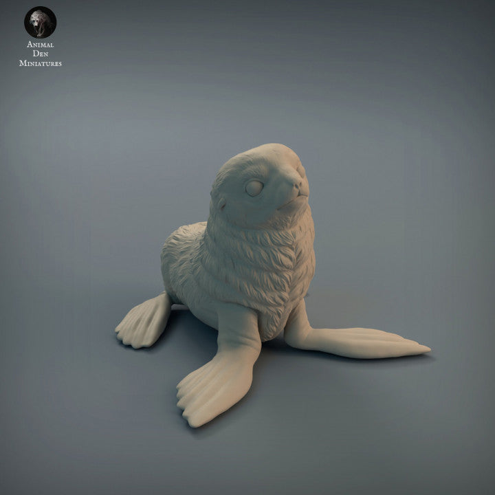 Seal Pup