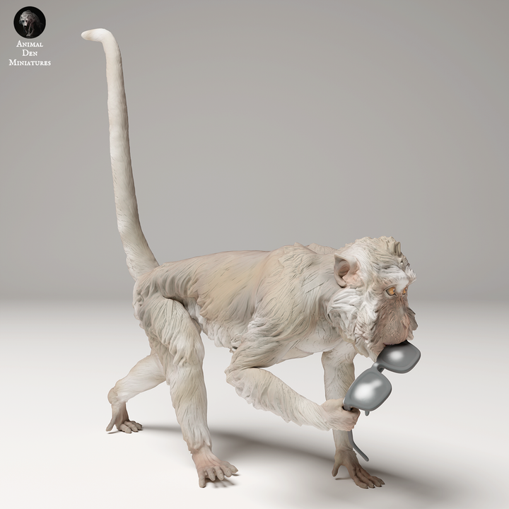 Crab eating Macaque steals Glasses