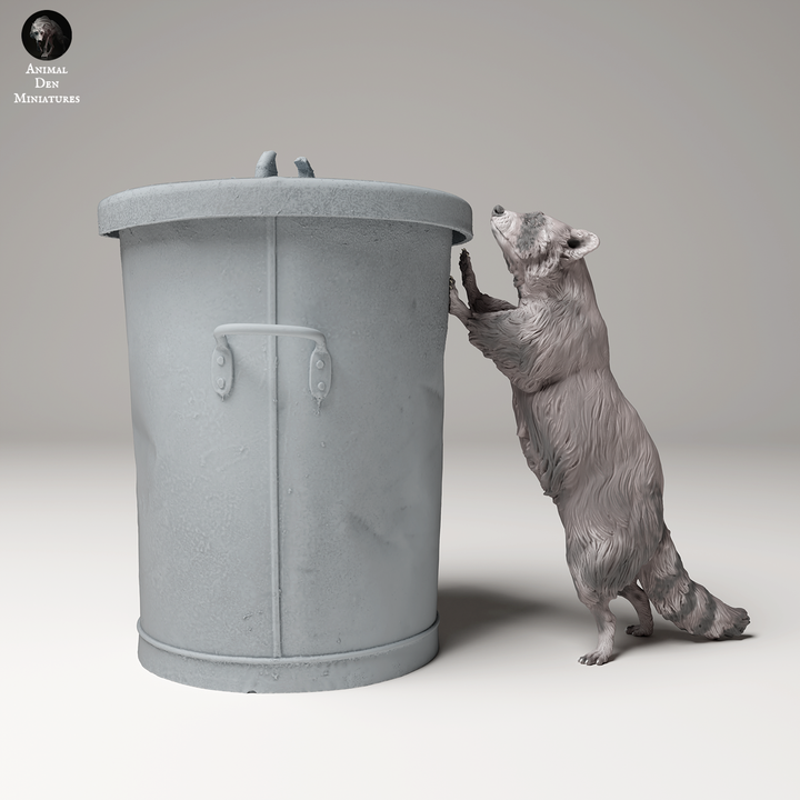Common Raccoon Standing on Trash