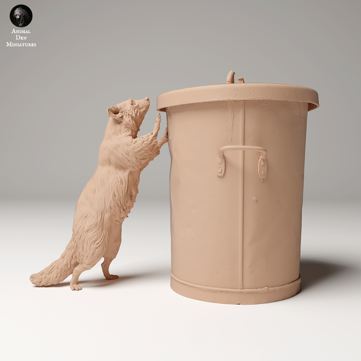 Common Raccoon Standing on Trash