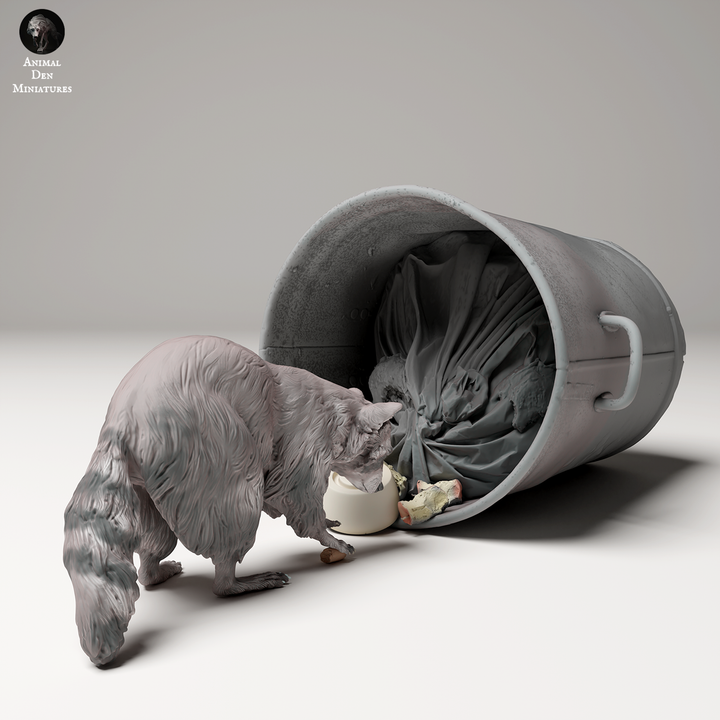 Common Raccoon Digging Through Trash