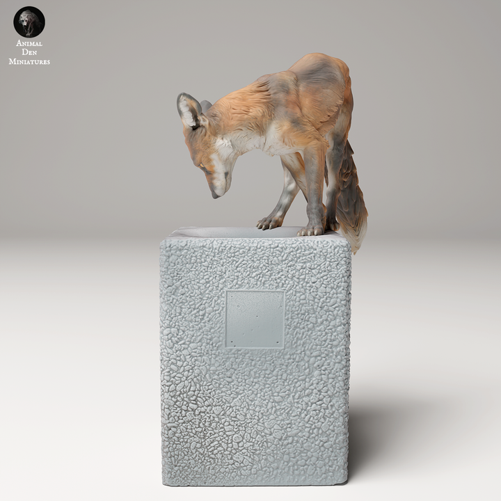Red Fox on Trash
