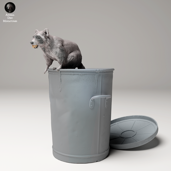 Common Raccoon in Trash