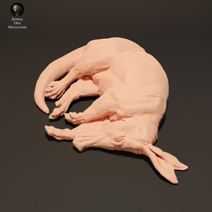 Aardvark Sleeping