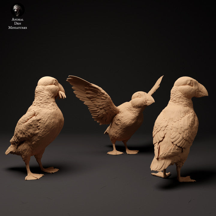 Atlantic Puffins