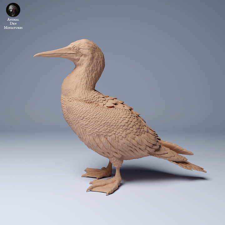 Blue Footed Booby