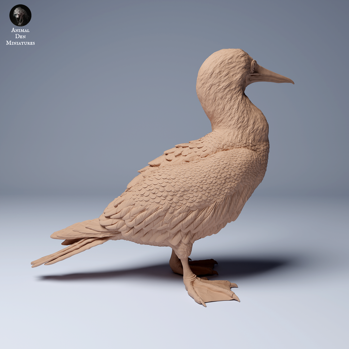 Blue Footed Booby
