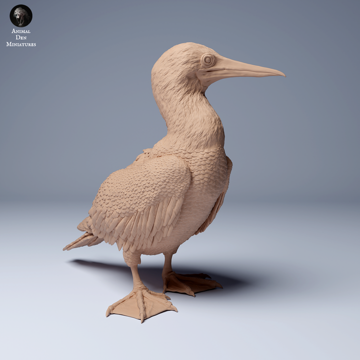 Blue Footed Booby