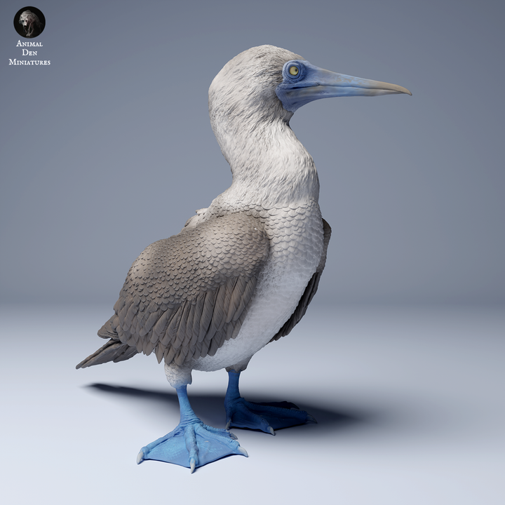 Blue Footed Booby