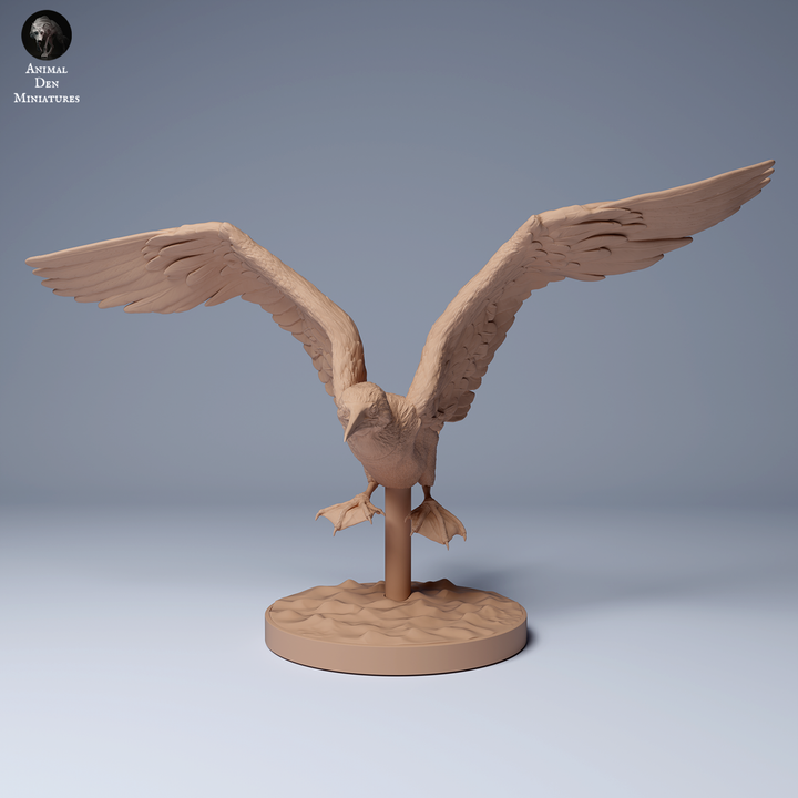Blue Footed Booby Fly