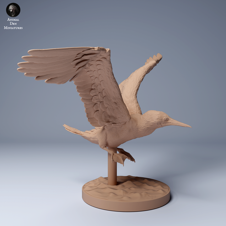 Blue Footed Booby Fly