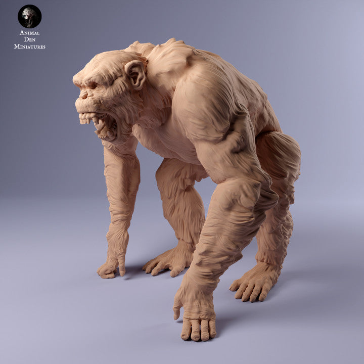 Common Chimpanzee Angry