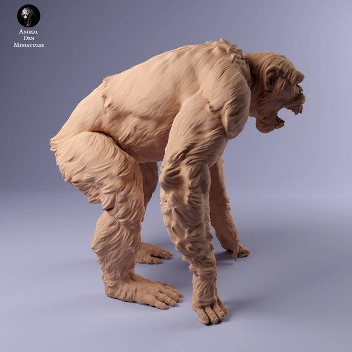 Common Chimpanzee Angry