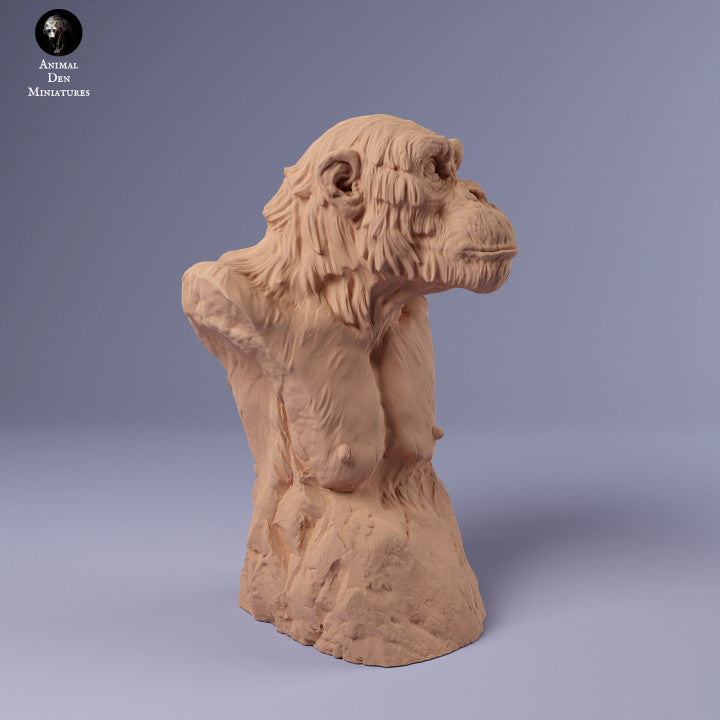 Common Chimpanzee Bust