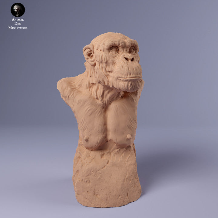 Common Chimpanzee Bust