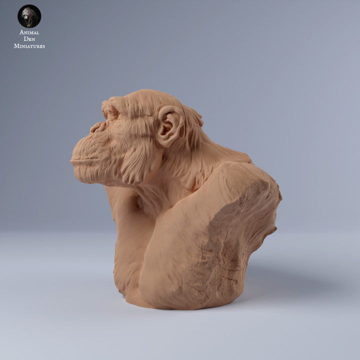Chimp Male Bust