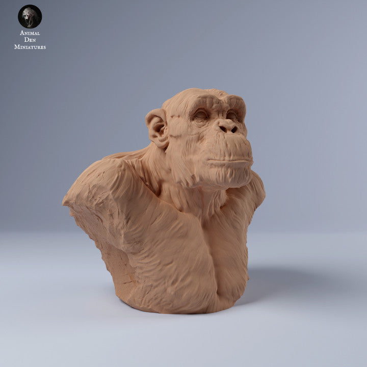 Chimp Male Bust