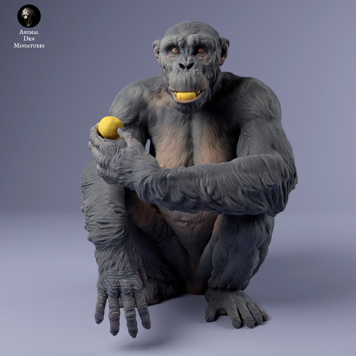 Common Chimpanzee Female Eat