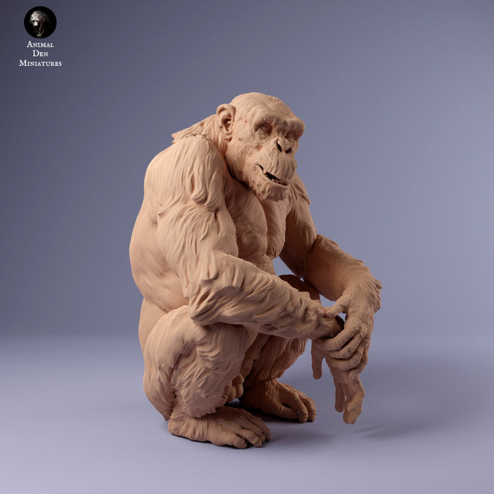 Common Chimpanzee Male Sitting