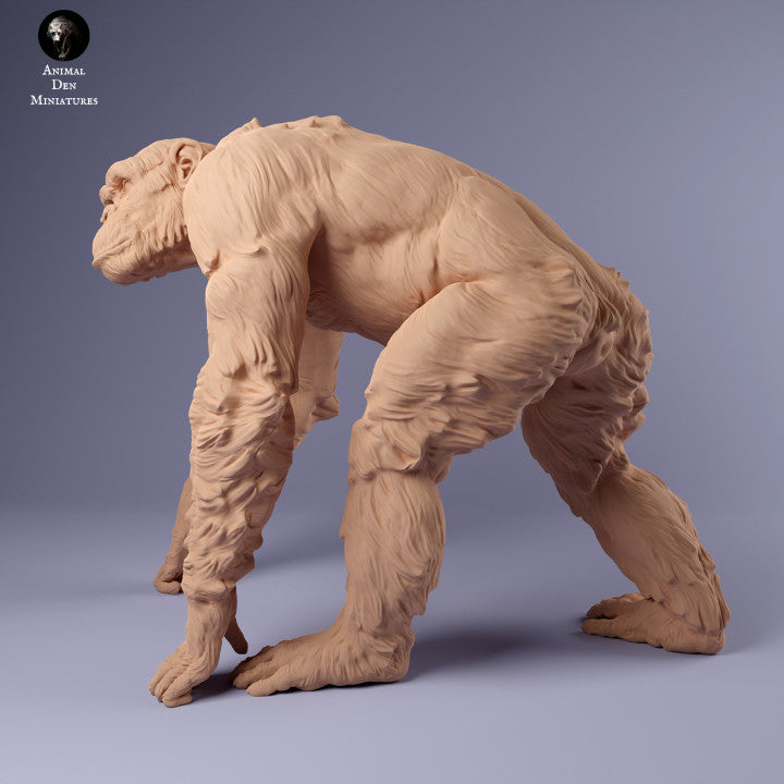 Common Chimpanzee