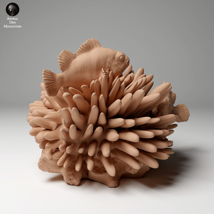 Common Clownfish