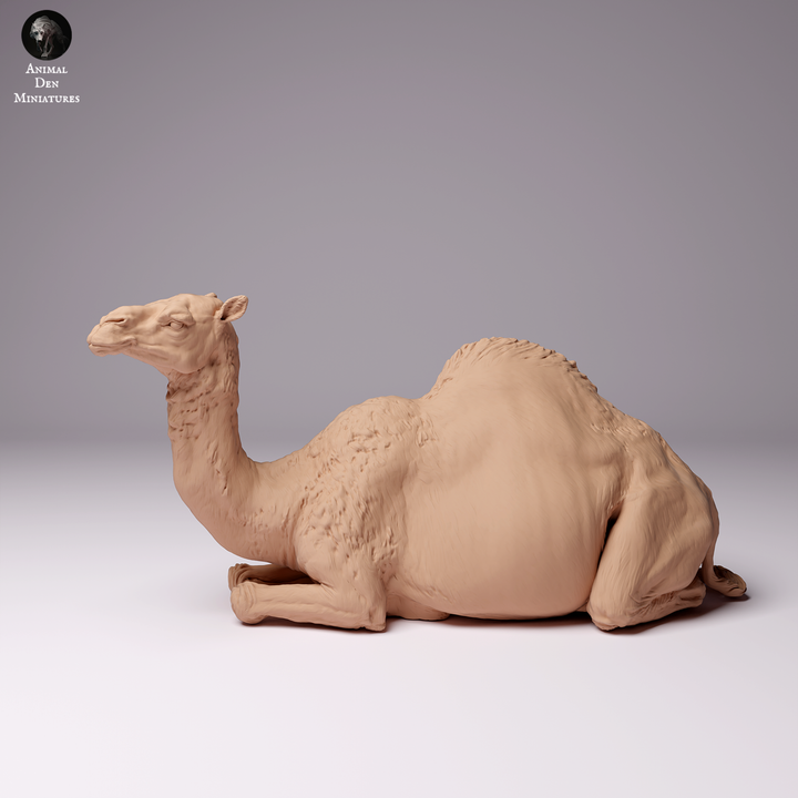 Dromedary Camel Female Lying