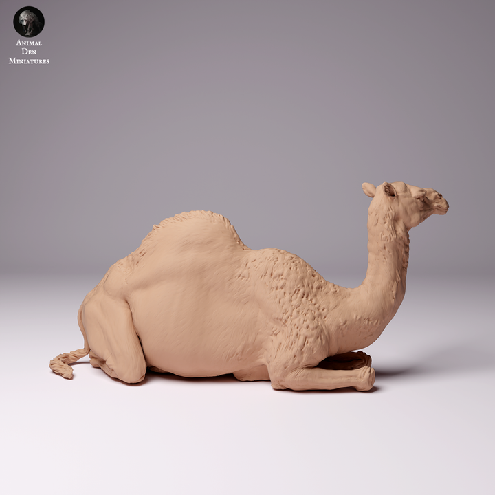 Dromedary Camel Female Lying