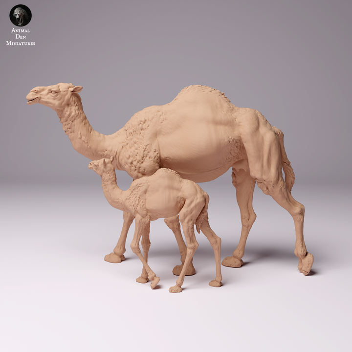 Dromedary Camel Female and Calf
