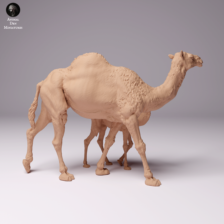 Dromedary Camel Female and Calf