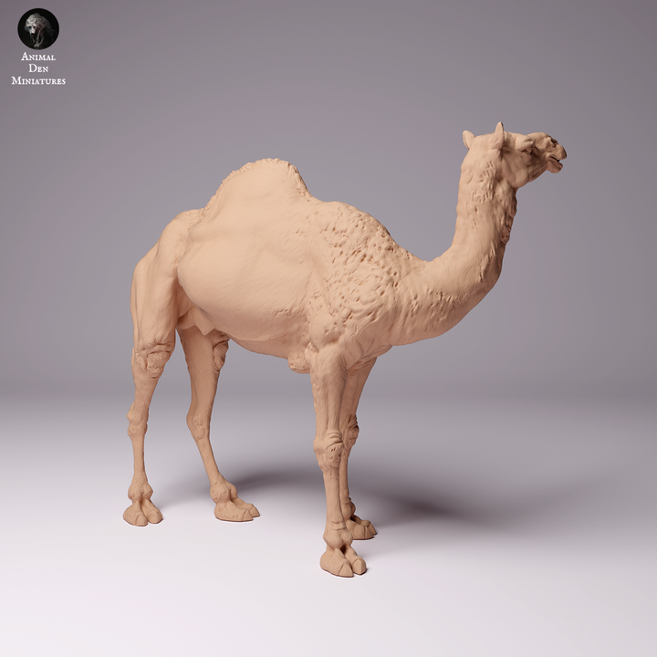 Dromedary Camel Male