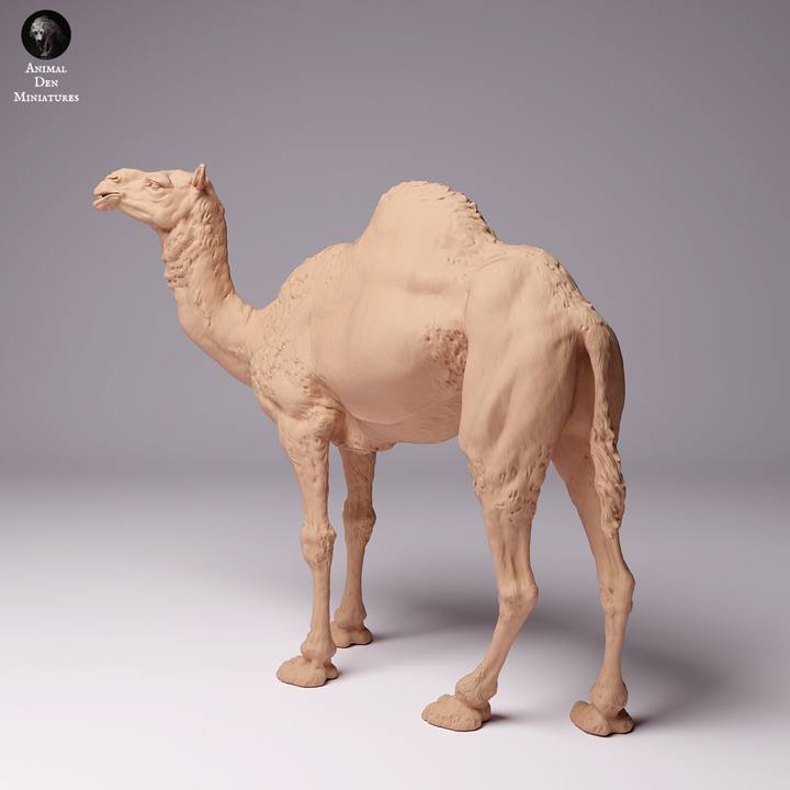 Dromedary Camel Male