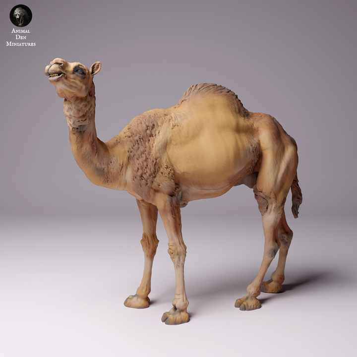 Dromedary Camel Male