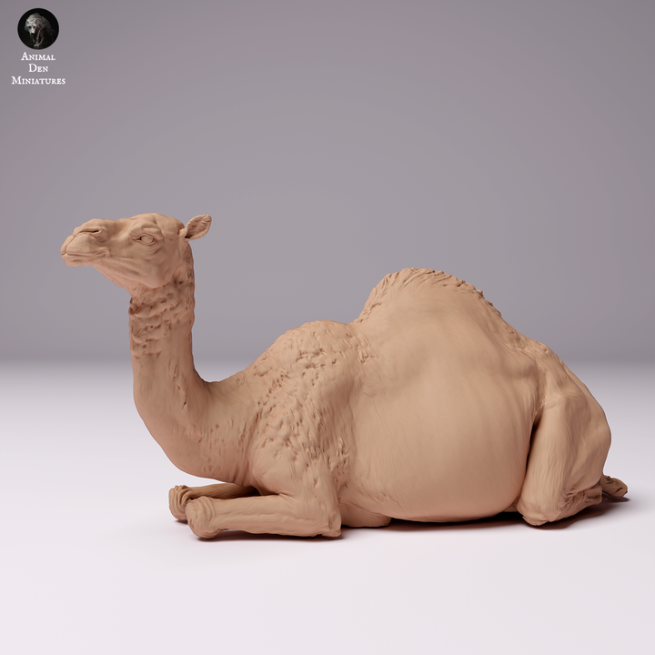 Dromedary Camel Female Lying