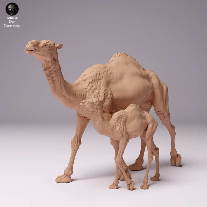Dromedary Camel Female and Calf