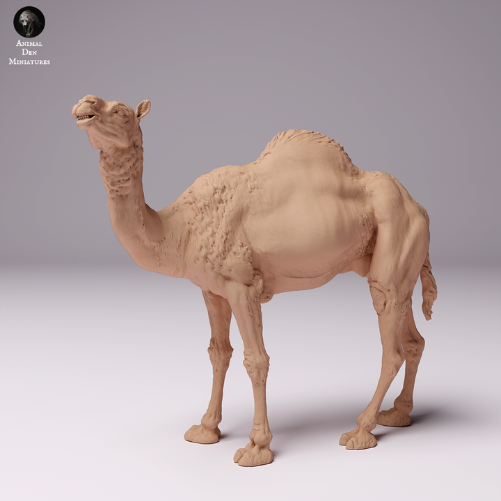 Dromedary Camel Male