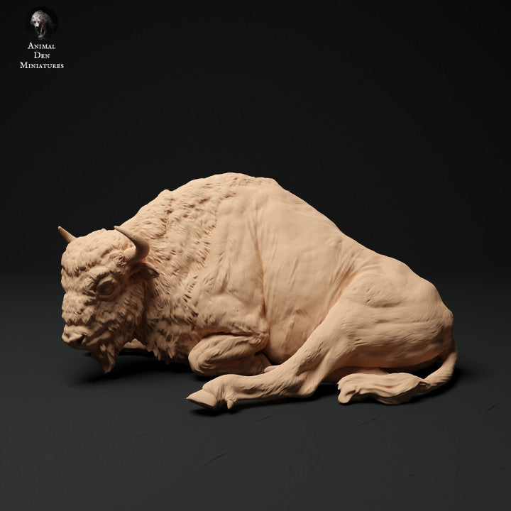 European Bison Cow Lying