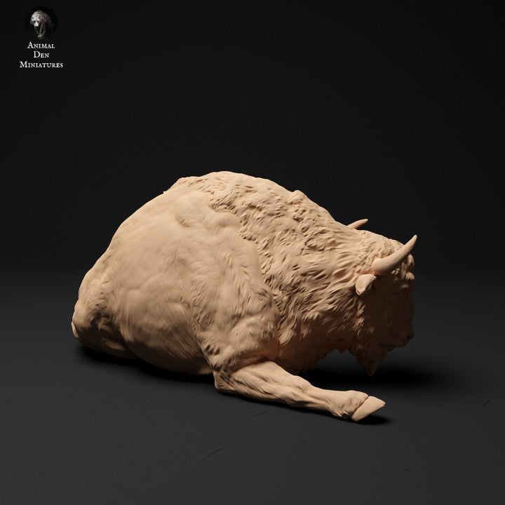 European Bison Cow Lying