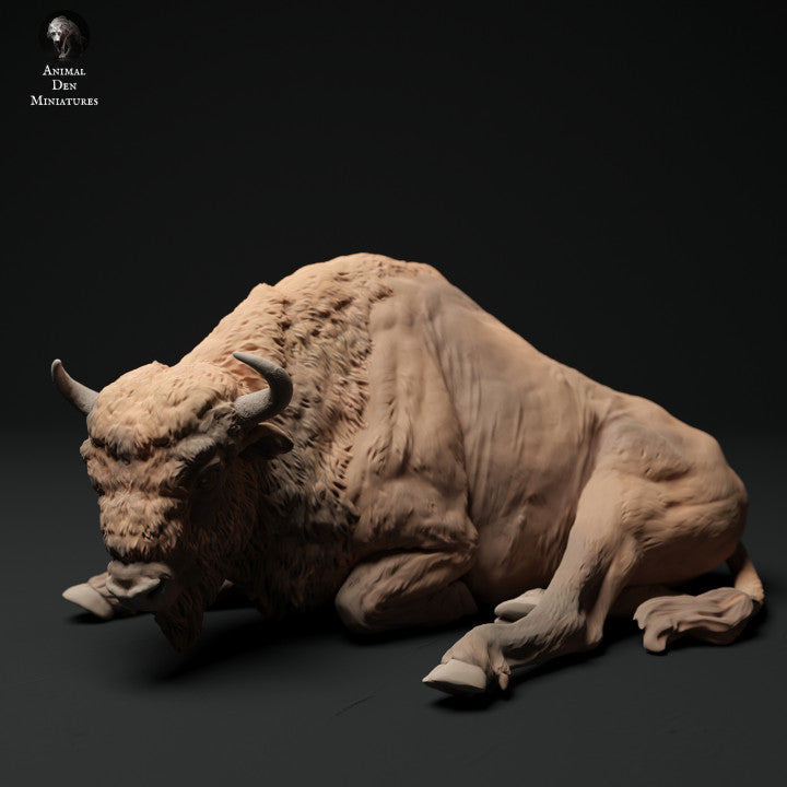 European Bison Cow Lying