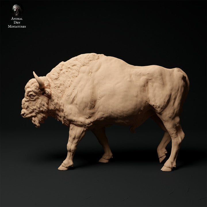 European Bison