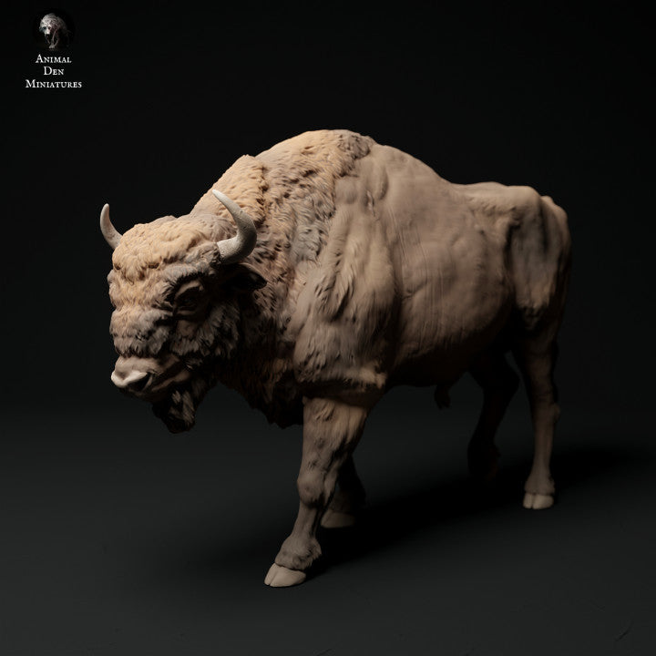 European Bison