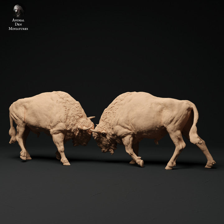 European Bison Bulls Fight