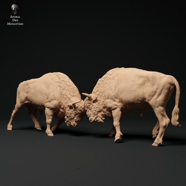 European Bison Bulls Fight