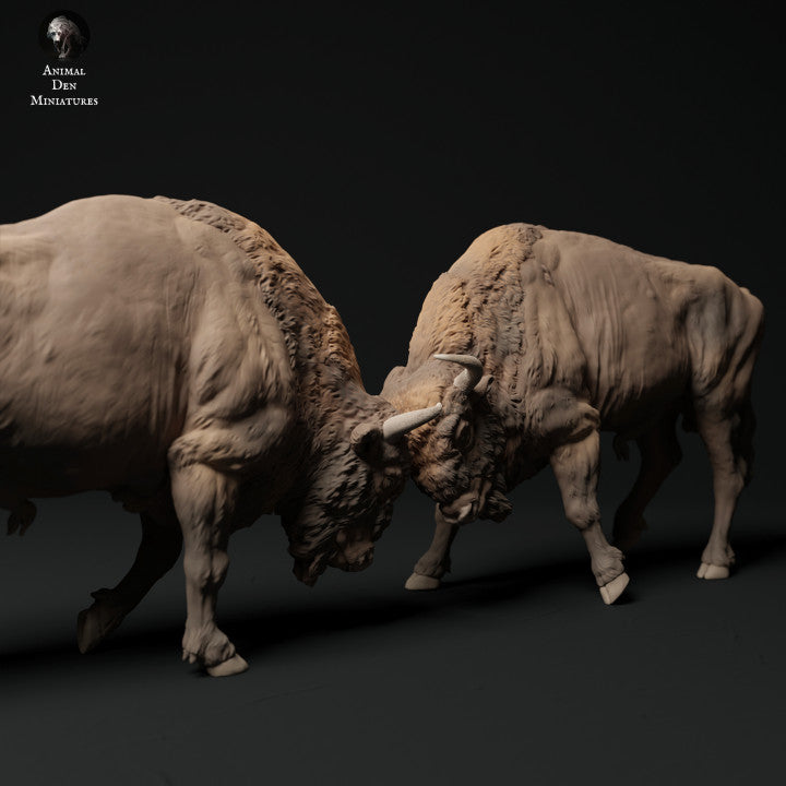 European Bison Bulls Fight