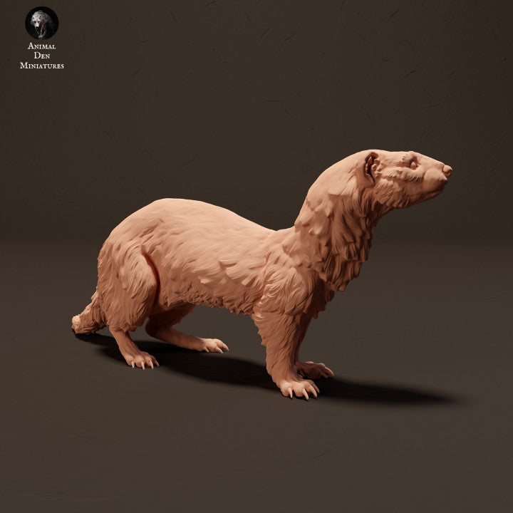 European Polecat