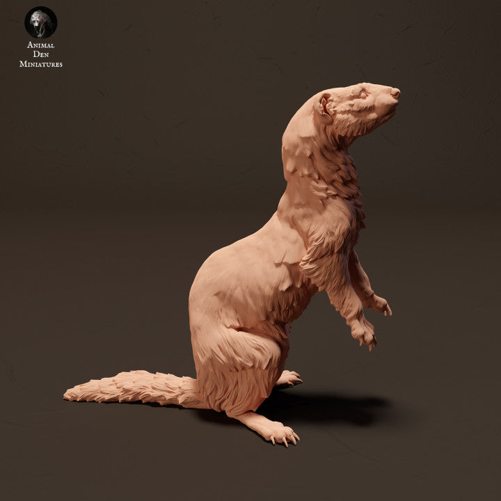 European Polecat Standing