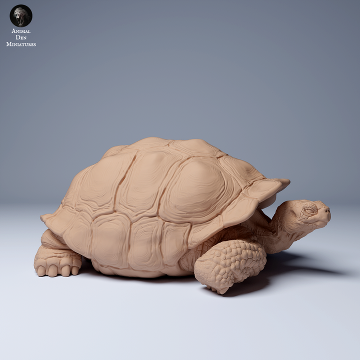 Galápagos Giant Tortoise Lying