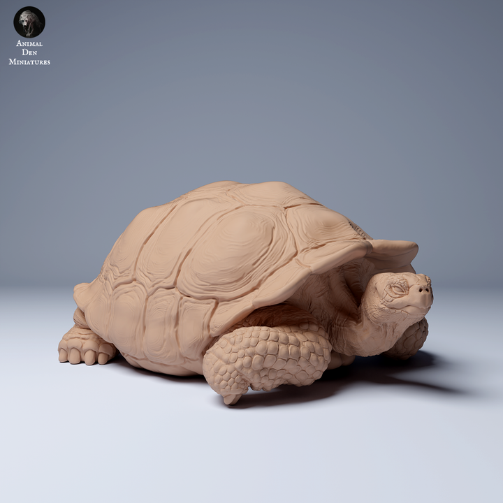 Galápagos Giant Tortoise Lying