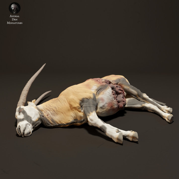 Gemsbok Carcass