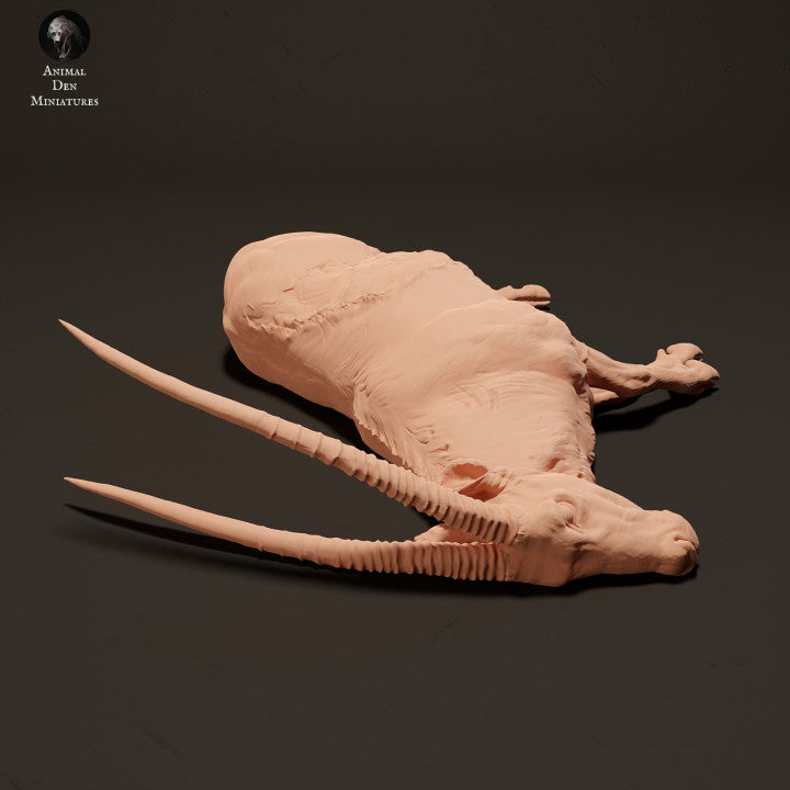 Gemsbok Carcass