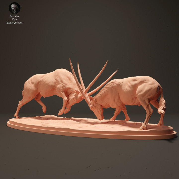 Gemsboks Fighting
